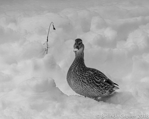 Mallard in Snow-2