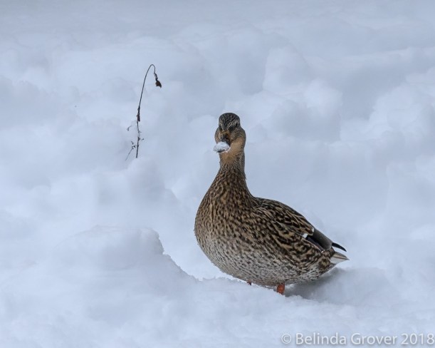 Mallard in Snow