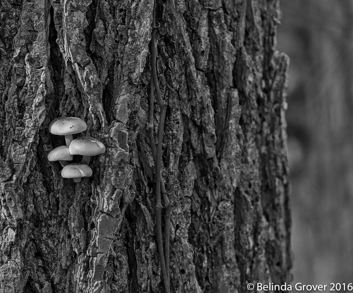 Mushrooms