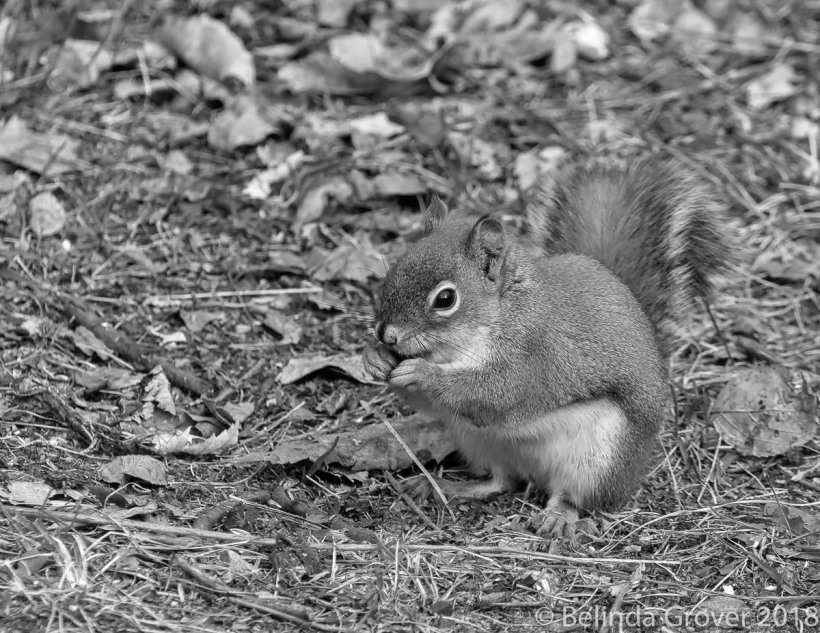 Red Squirrel-2