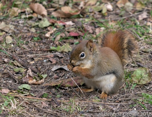 Red Squirrel