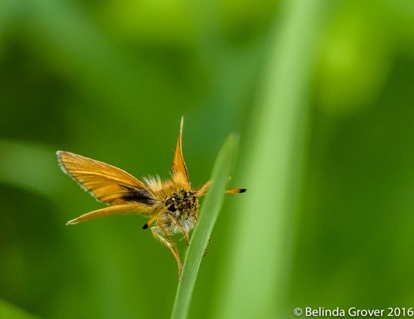 Skipper