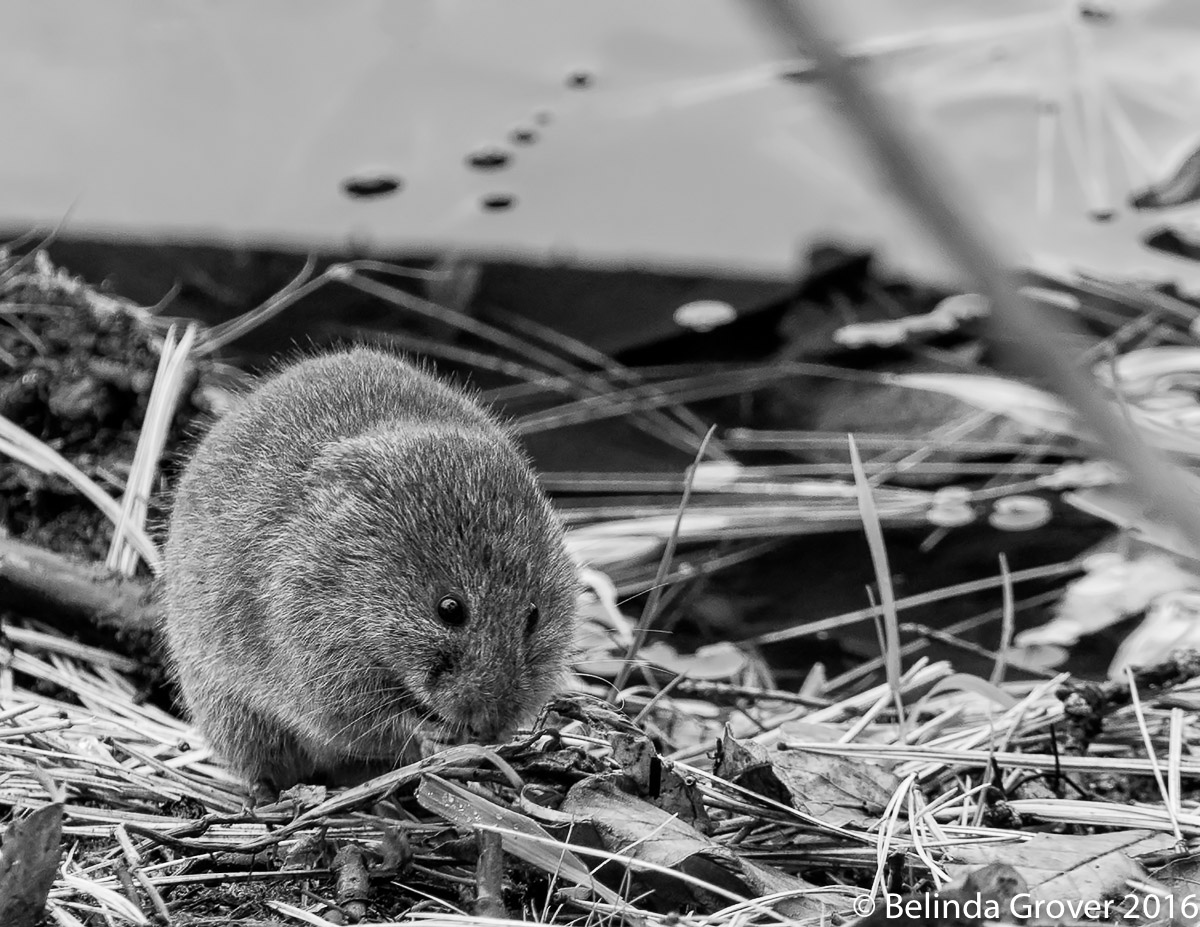 Vole