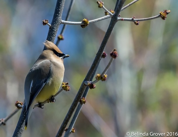 Waxwing 2