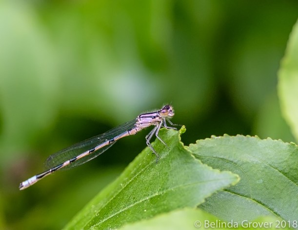 Damselflies-2