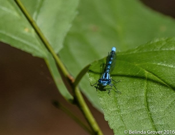 Damselfly 2
