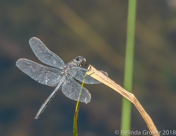 Dragonfly 2