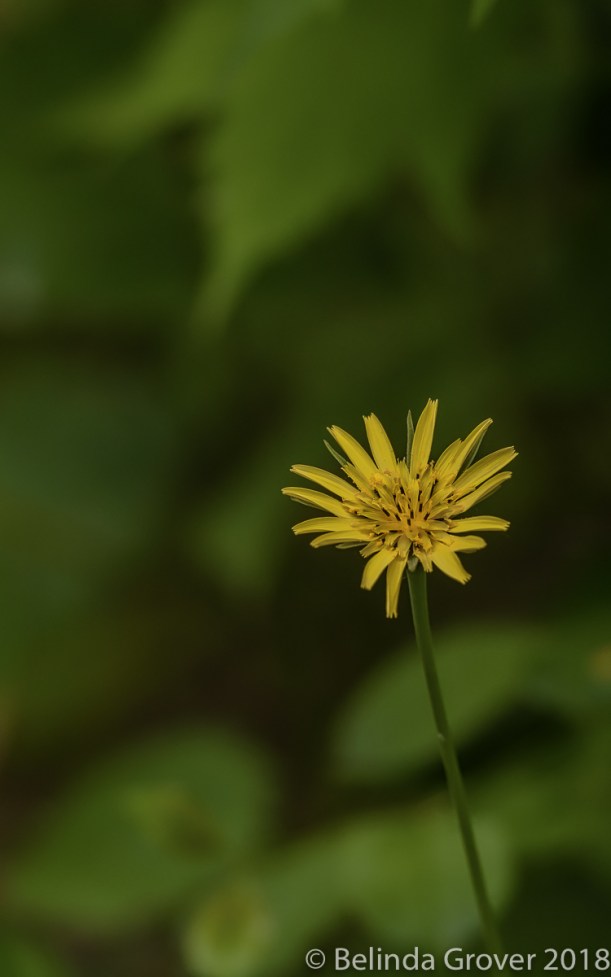 Field flowers
