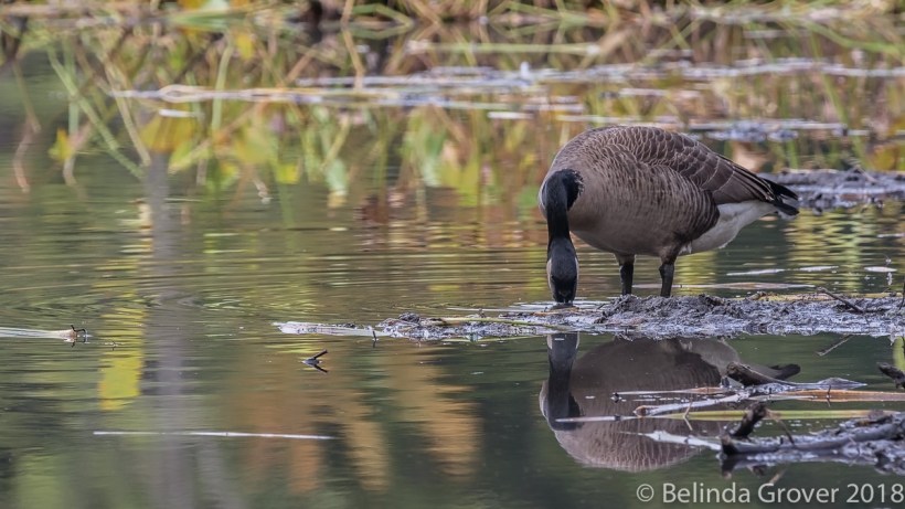Goose 2