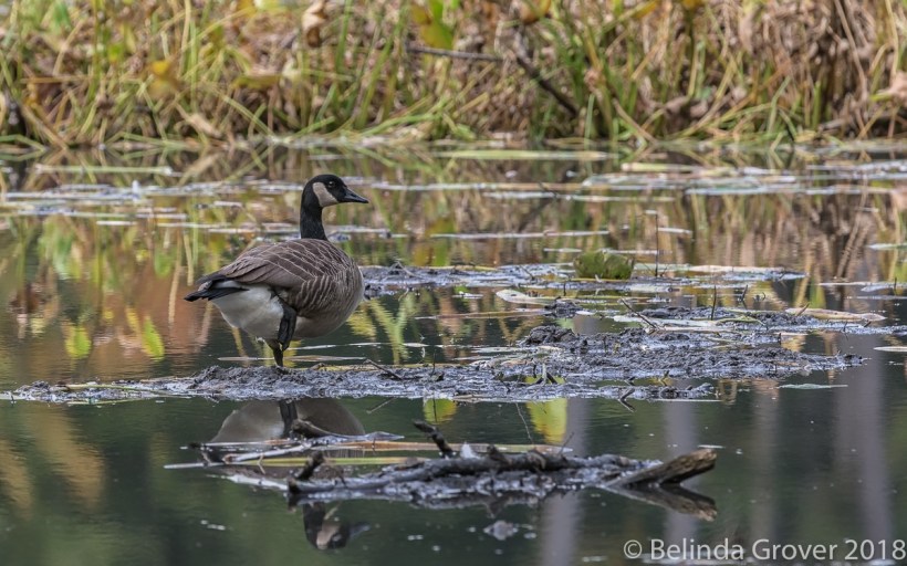 Goose