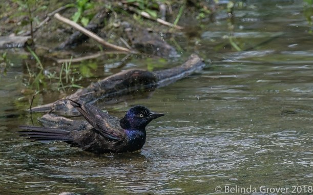 Grackle