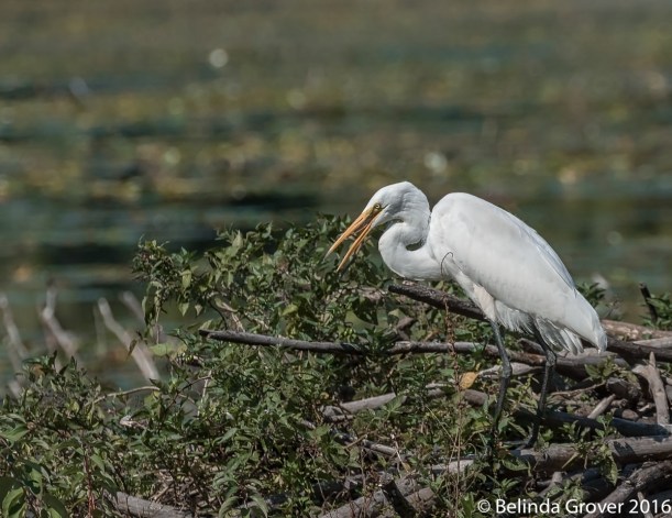 Great Egret 2