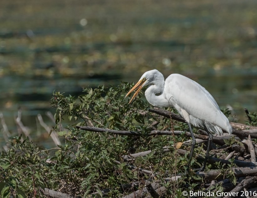 Great Egret 2
