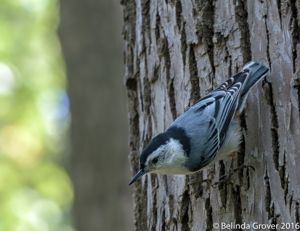 Nuthatch