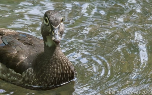 Female Wood Duck
