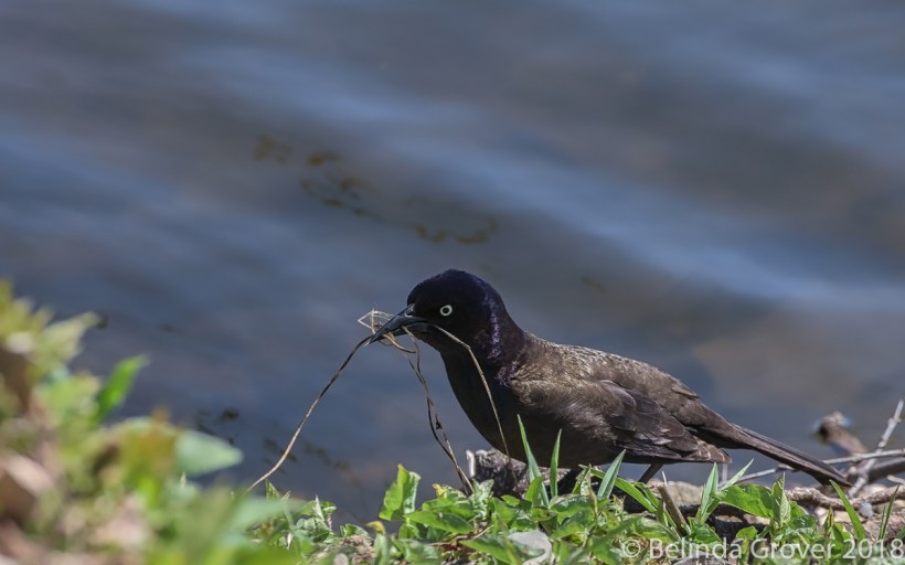 Grackle 2