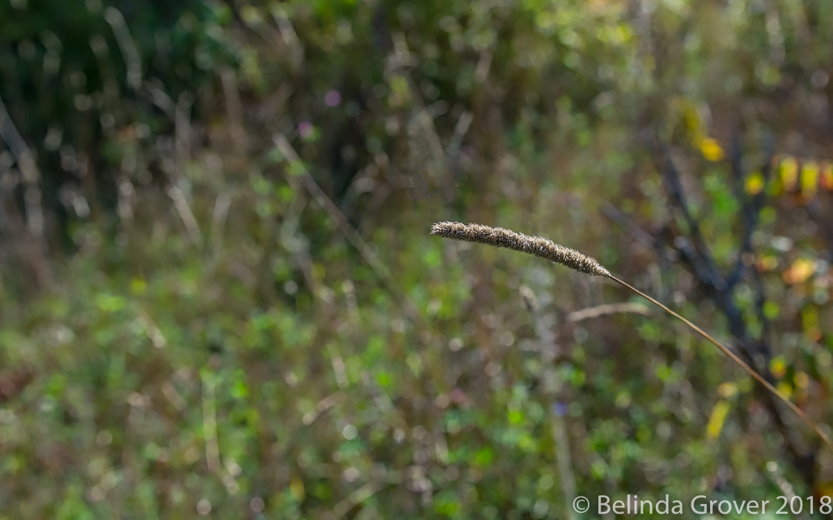 Meadow
