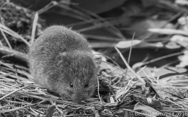 Vole