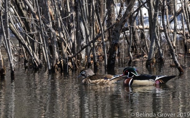 Duck Pairs-2