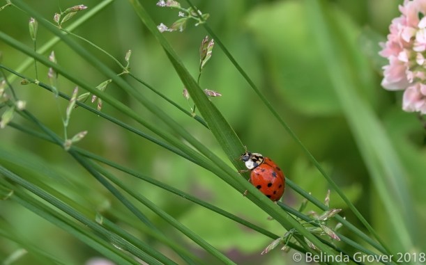 Lady Bug