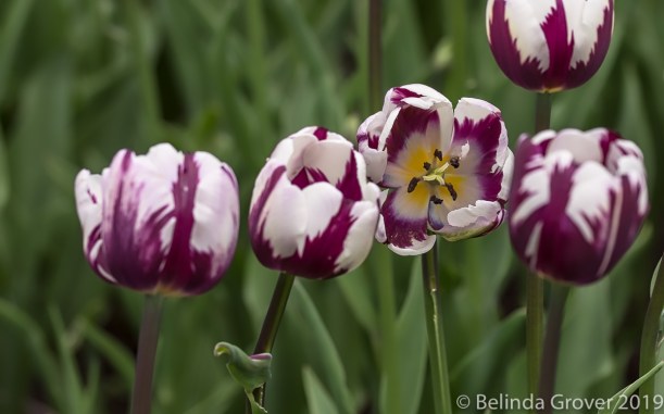 More Tulips-2