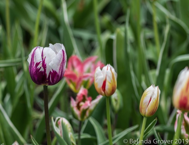More Tulips