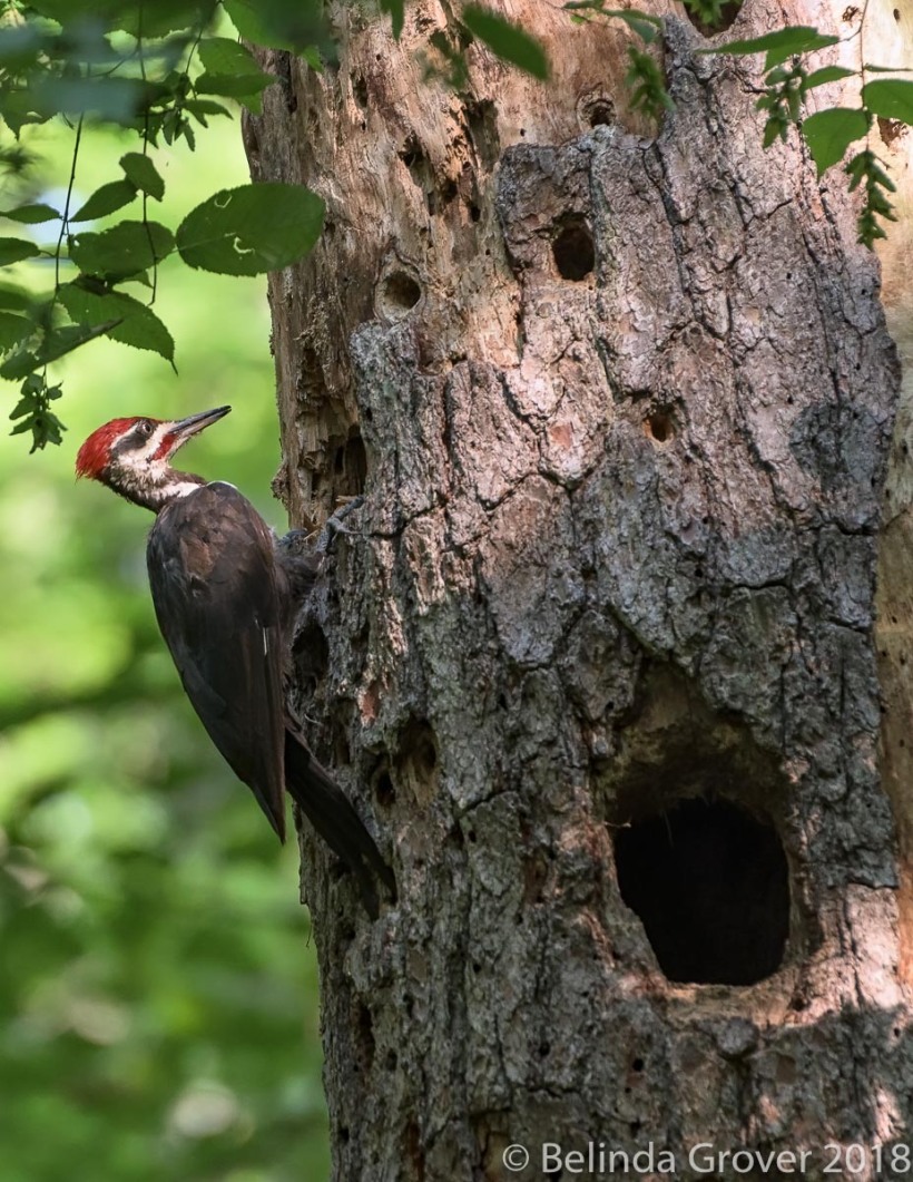 Pileated Woodpeckers