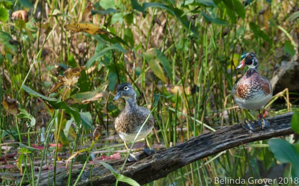 Wood Ducks