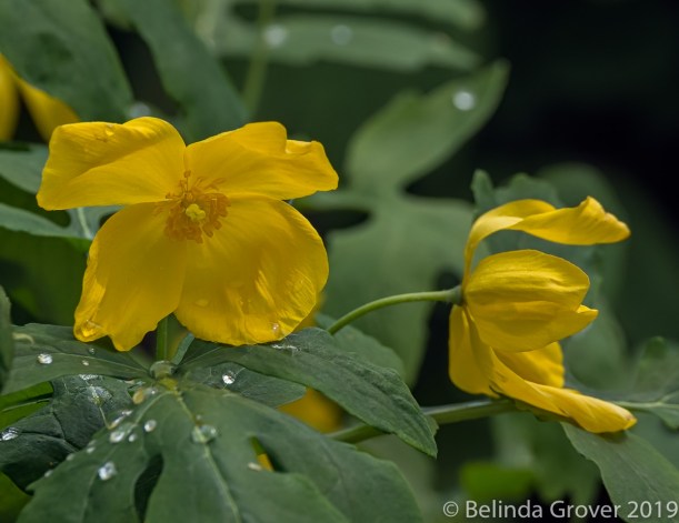 Columbine & Wood Poppy-2
