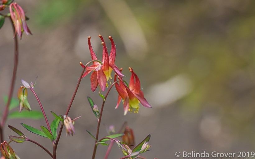 Columbine & Wood Poppy