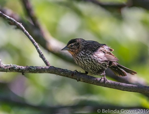 FEMALE BLACKBIRD