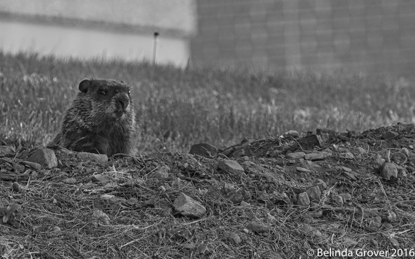 Groundhog-2