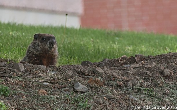 Groundhog