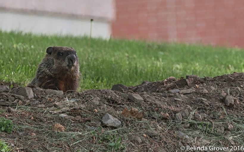 Groundhog