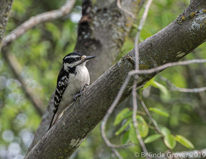 Hairy Woodpecker