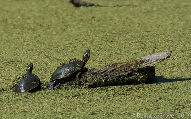 Painted Turtles 1