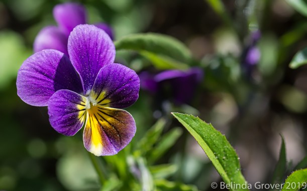 Pansy