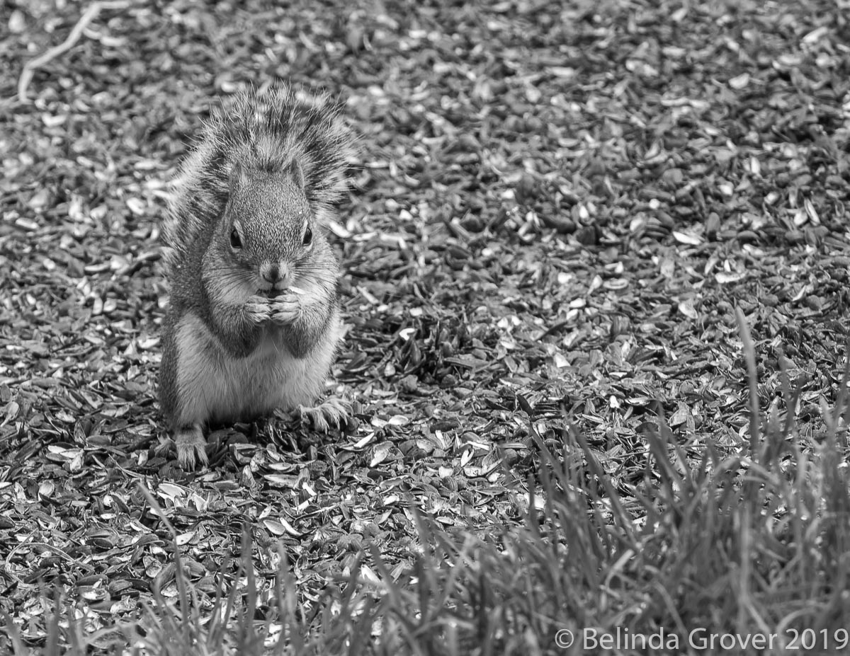 Red Squirrel-2