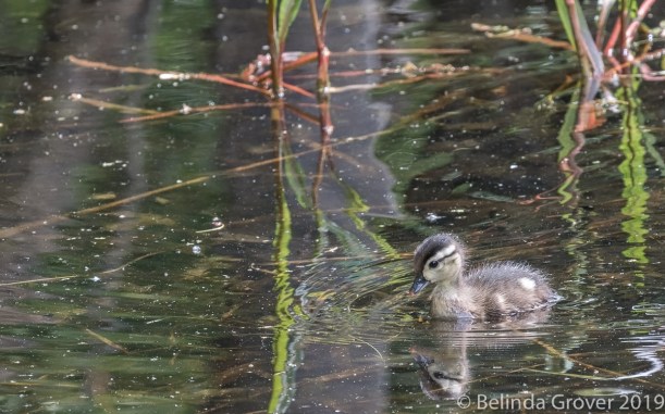 Wood DucK Chick