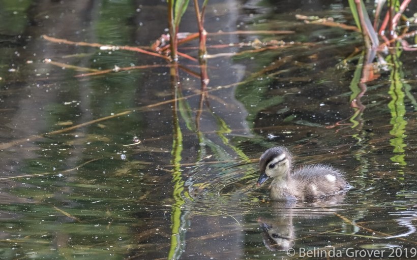 Wood DucK Chick