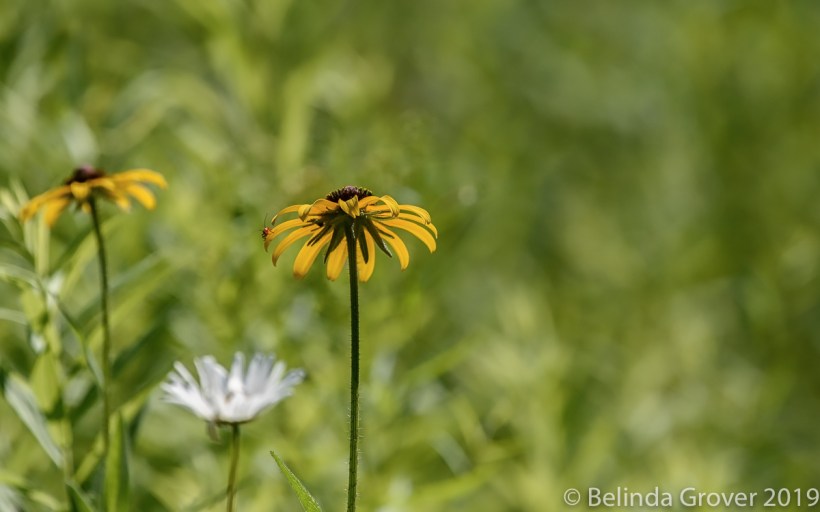 Black Eyed Susan