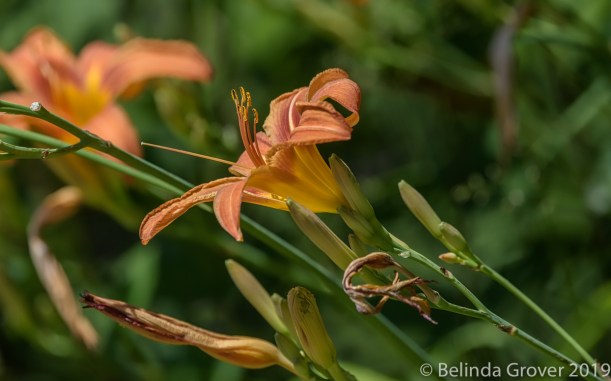 Day lilies