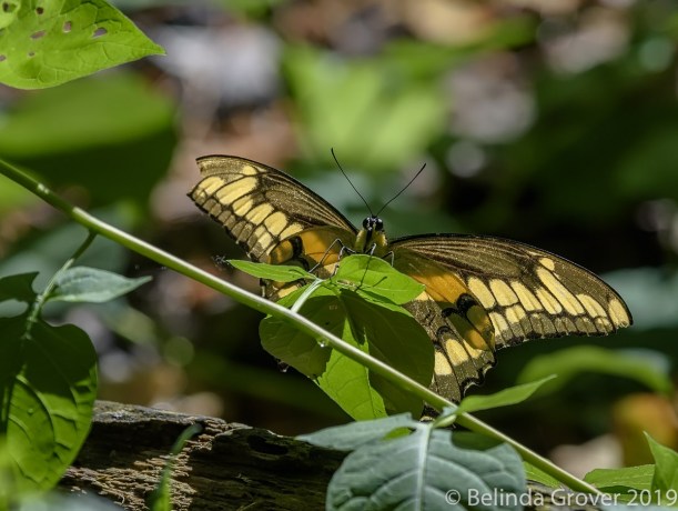 Giant Swallowtail