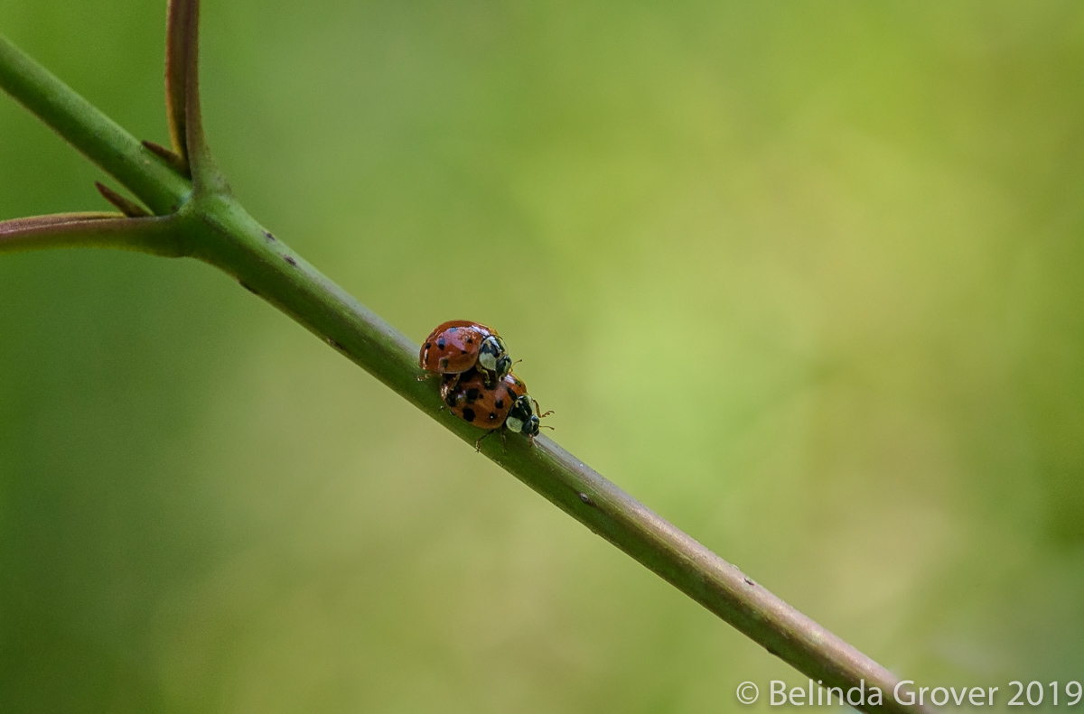 Lady Bugs