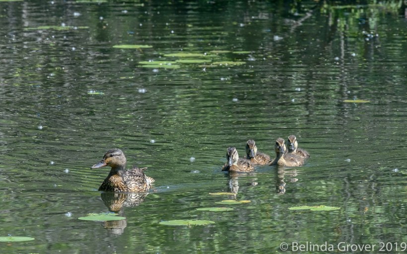 Mallard &chicks 2