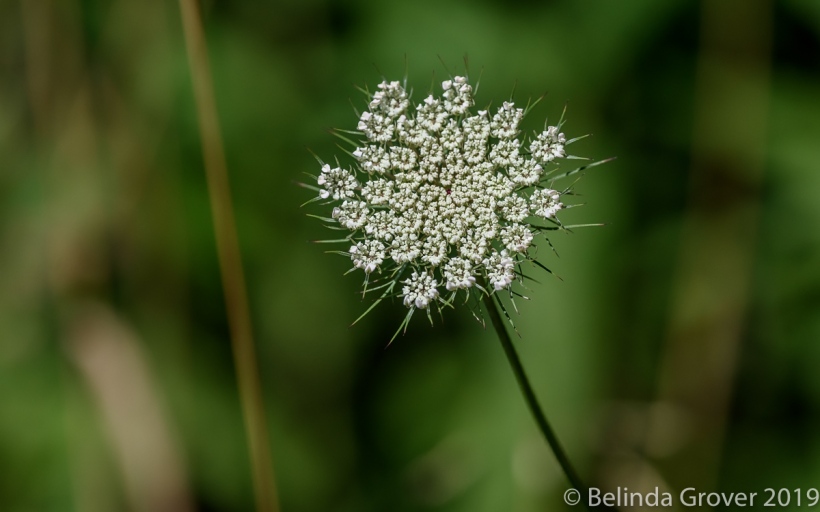 Queen Anne's Lace 2