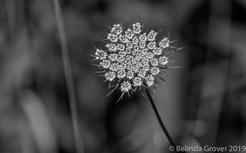 Queen Anne's Lace 3