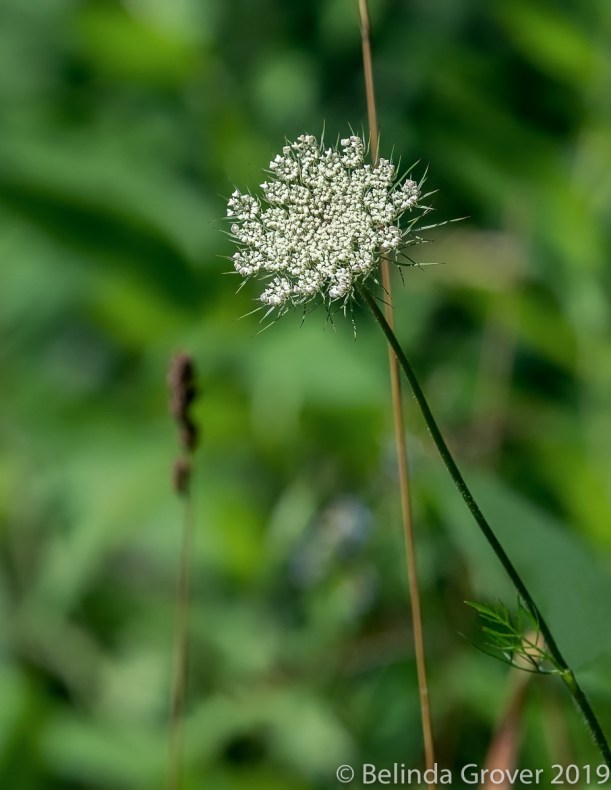 Queen Anne's Lace