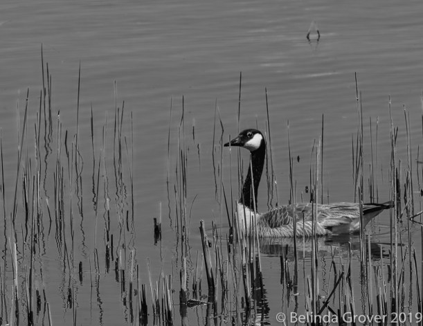 Canada Goose 2