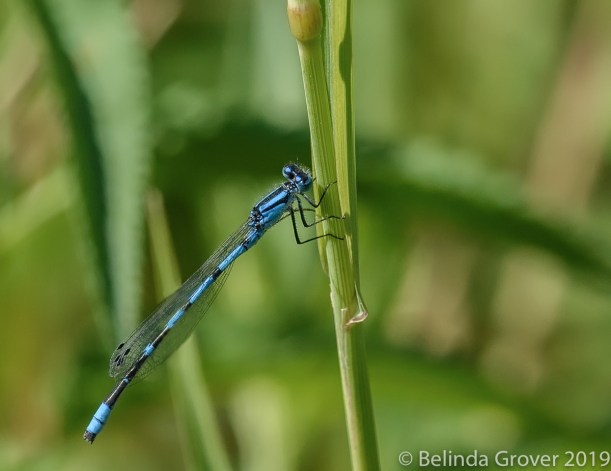 Damselfly-2